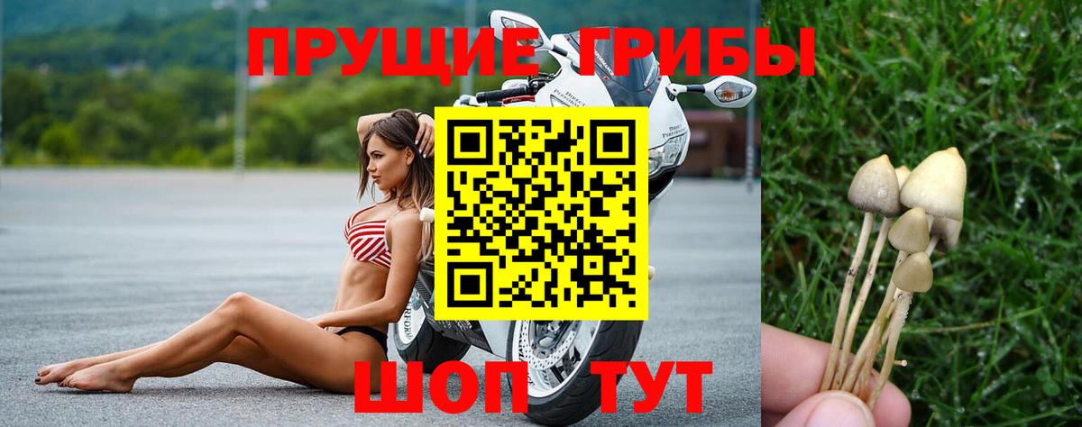 купить  сайты  Тольятти  Псилоцибиновые грибы Psilocybe 